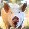 Barry Bales - @barry.bales - TikTok