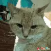 Barry Kent Bales Jr. - @barry.kent.bales - TikTok