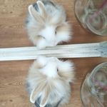 Bazza The Bunny - @_barry._.ball_ - Instagram