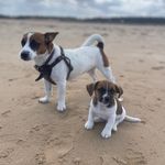 Barney and Barry 🐶 🐶 - @barneyandbarry - Instagram