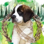 Barry The Bernard - @barry.the.bernard - Instagram