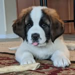 Barry The Bernard - @bigbadbarrybernard - Instagram