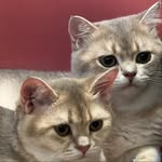 Barry🐱 & Berry🐱 - @__barryberry__ - Instagram
