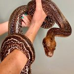 Barry Bertram Boa - @barrytheboa - Instagram