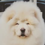 Barry White Von Descendents Of Bigsby - @barry.chowchow - Instagram