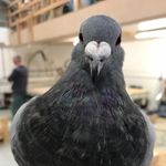 Barry Bland - @thewoodworkingpigeon - Instagram