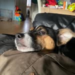 Barry de Boerenfox - @barrydeboerenfox - Instagram
