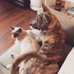 Barry & Bogart LaFur - @thebrotherslafur - Instagram