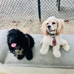 Barry and Bogart - @barryandbogart - Instagram