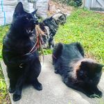 Bolinha Barry Pretinho - @bolinha.barry.pretinho - Instagram
