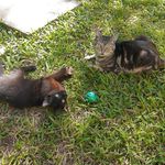Bolinha E Barry - @barry.e.bolinha - Instagram