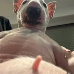 Nico Nico - @barry_bonds22 - Instagram