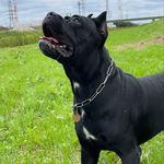 Barry - @barry_bonds_dog - Instagram