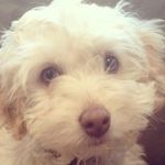 Barry Bonds TauKappaSomethin - @struckoutswinging - Instagram