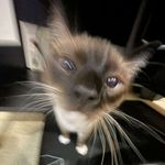 zak - @barry.bee.bonds - Instagram