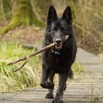Barry Bone - @bone.a.petitties - Instagram