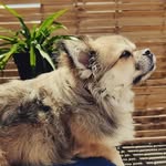 Barry The Dog - @barryborghs - Instagram