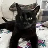 Barry 🐈‍⬛ - @barryoboston - TikTok