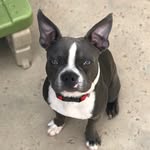 Barry Allen The Blue Boston - @barry_allen_the_blue_boston - Instagram