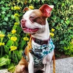 Barry - @barry_the_boston_terrier - Instagram