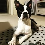 Barry The Boston - @barry.the.boston - Instagram