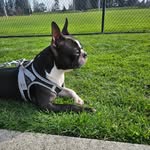 Barry The Boston - @ba.rrytheboston - Instagram