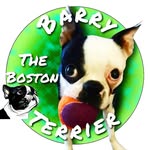 🐶Barry The Boston Terrier!🐶 - @barrythebostonterrier - Instagram