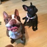 Kati's Pups - @millie_frenchie.barry_boston - Instagram