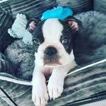 King Barry 👑🐶 - @barry_theboston - Instagram