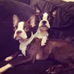 Zoe & Barry, Boston Terriers - @bostonterriers_zoebarry - Instagram