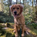 Barry Bouchard - @goldenboibarry - Instagram