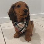 Barry Boucher 🐶 - @lifeofbarryboucher - Instagram