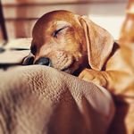 Barry Bowles-Butler - @barrychickensausage - Instagram