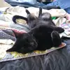 Barry Bowlin - @stormythedevilcat - TikTok