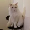 Barry Boxelaar - @barrybox - TikTok