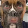 Barry Boxer - @barry_boxer_ - TikTok