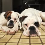 Thelma & Louise - @barryboxers - Instagram