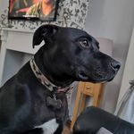 barry boyd - @bazza_carper - Instagram