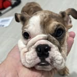 Barry breen - @pebbles_bulldog1 - Instagram