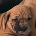 Barra Brindle - Facebook