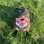 Barry - @barrythebrindlestaffy - Instagram