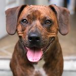 Barry Gomez - @barrythebrindle - Instagram