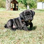 Barry The Brindle 🐶 - @barry_the_brindle - Instagram