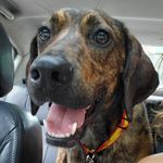 Good Boy Barry Allen - @barry_the_brindle_comet - Instagram