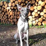 Rebecca Hunt - @barry_brindlewhip - Instagram