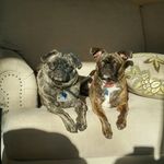 zoey and pennie - @barrys_brindles - Instagram