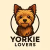 Yorkie and Pomeranian puppies - @barrybroome288 - TikTok