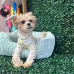 Barry Bruno - @barrybruno12 - Instagram