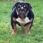 Barry Bryson - @l_k_bullz - Instagram
