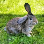 Barry 🐰 - @barry.bunny - Instagram